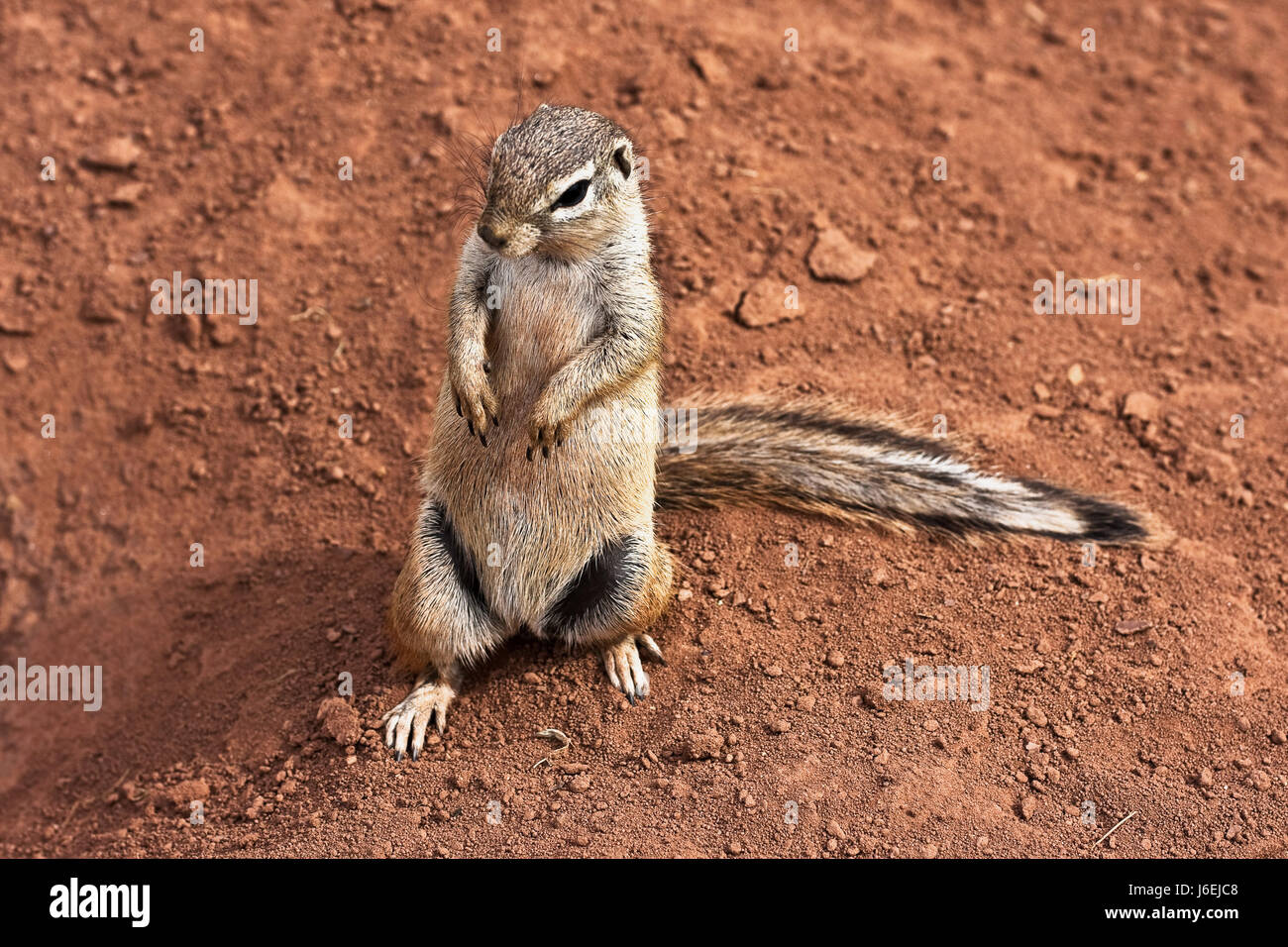 Pancia di roditore pancia animale mammifero bruno marrone brunette africa savannah Foto Stock