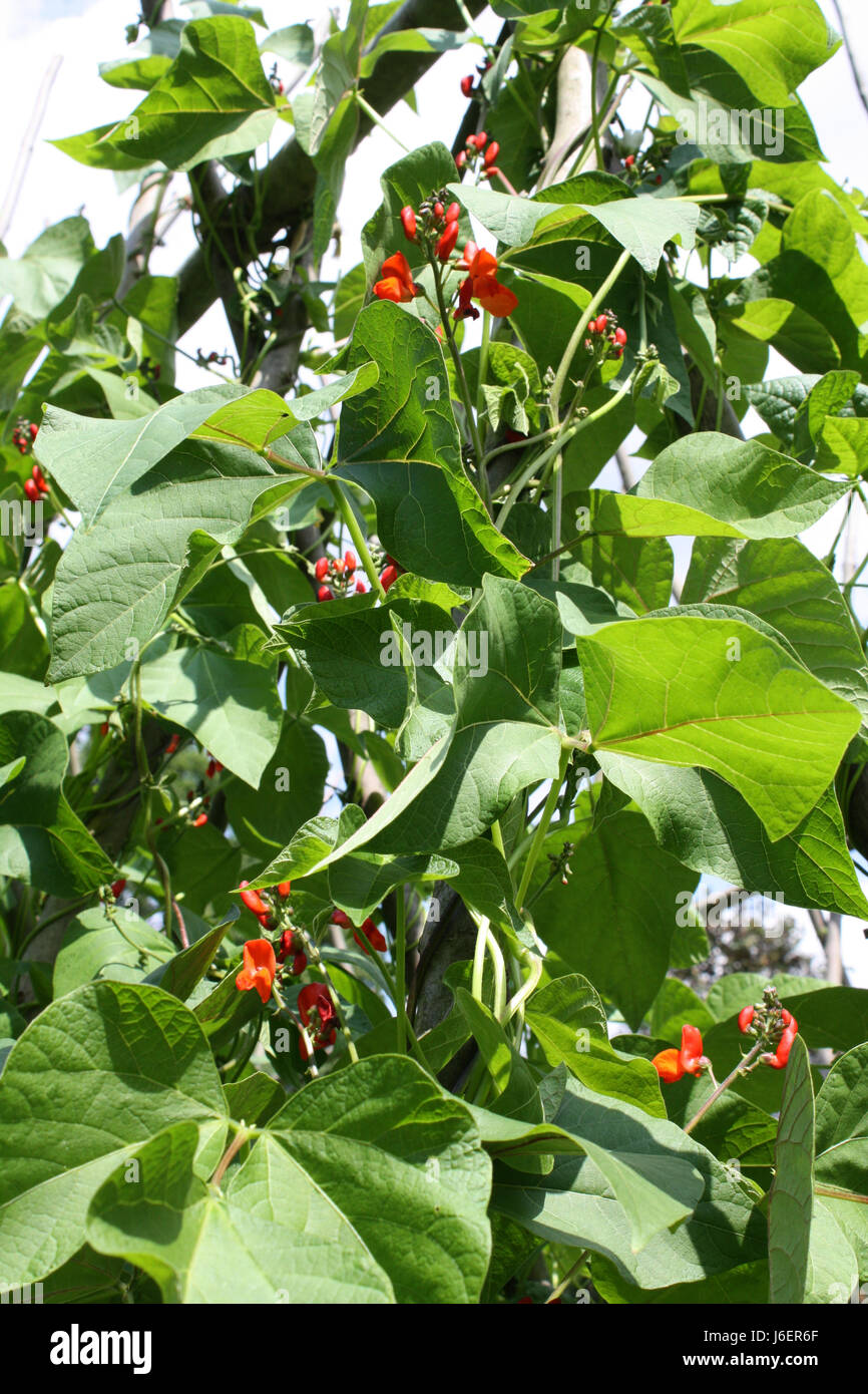 Pianta utile semi di piante vegetali orto bean feuerbohnen feuerbohne Foto Stock