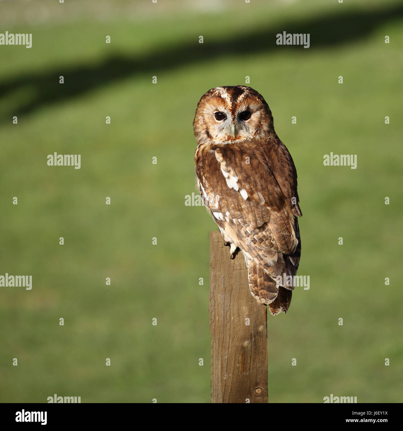 Allocco, noto anche come Brown Owl, appollaiato su un palo di legno che guarda verso la telecamera Foto Stock