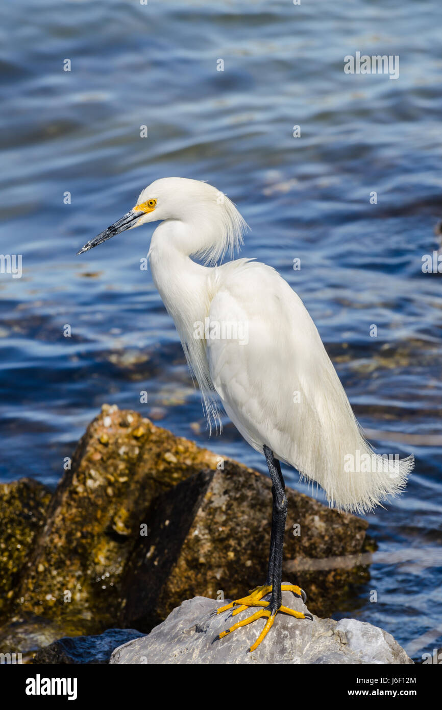 Airone nevoso a St. Andrews State Park in Panama City Beach Florida. Foto Stock