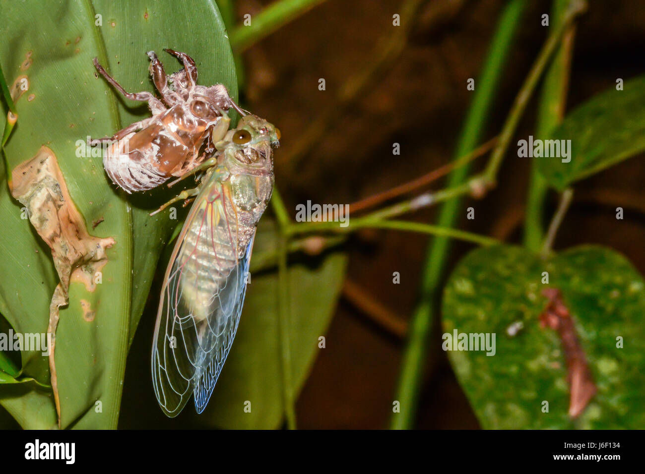 Cicala metamorfosi Foto Stock