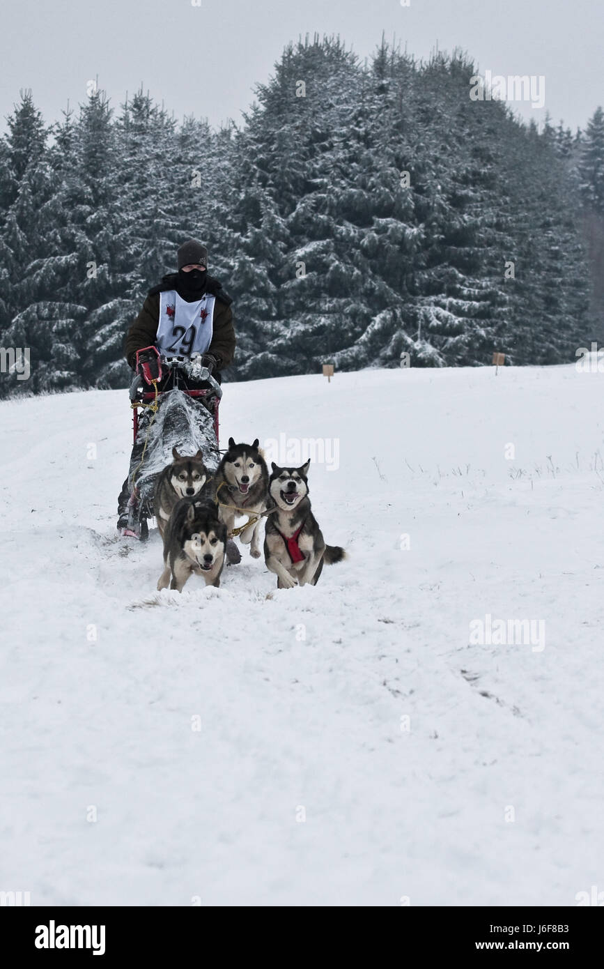 Sport Sport cani concorso concorso gara evento invernale blu marrone marrone Foto Stock