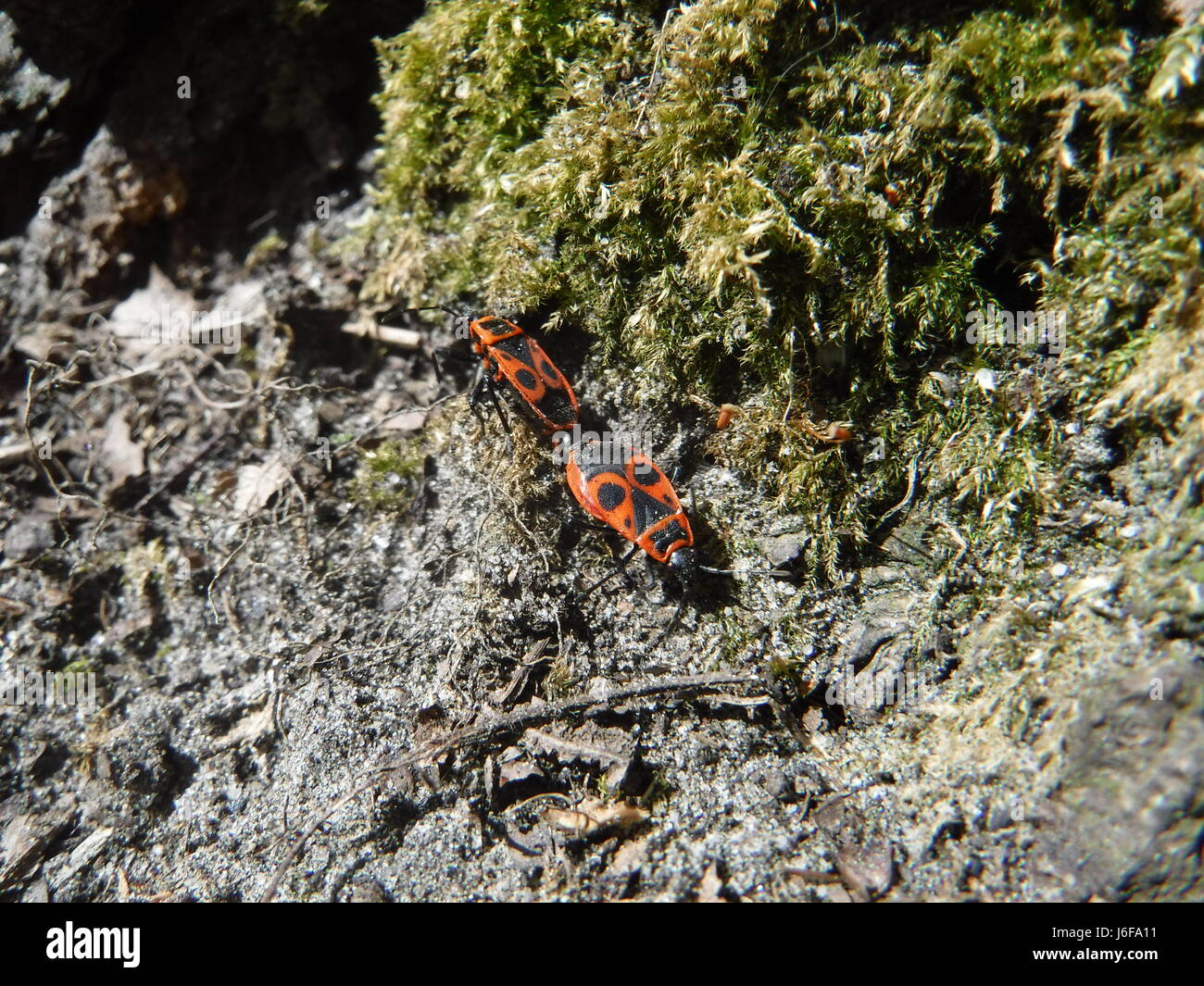 Fire bug coniugata Foto Stock