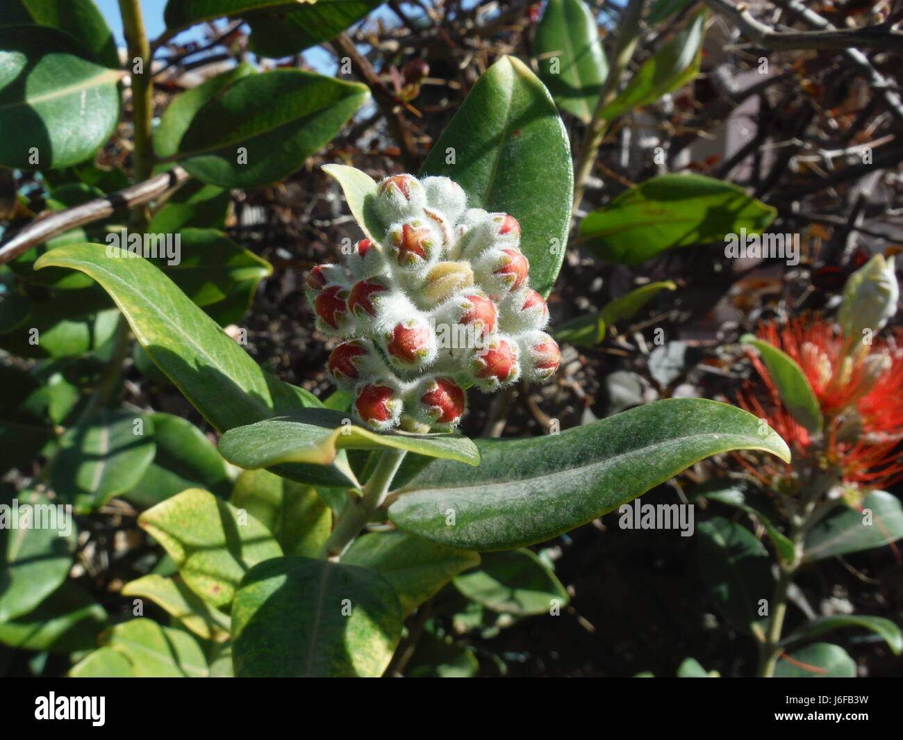 Pohutukawa, Nuova Zelanda albero di Natale Bud Foto Stock