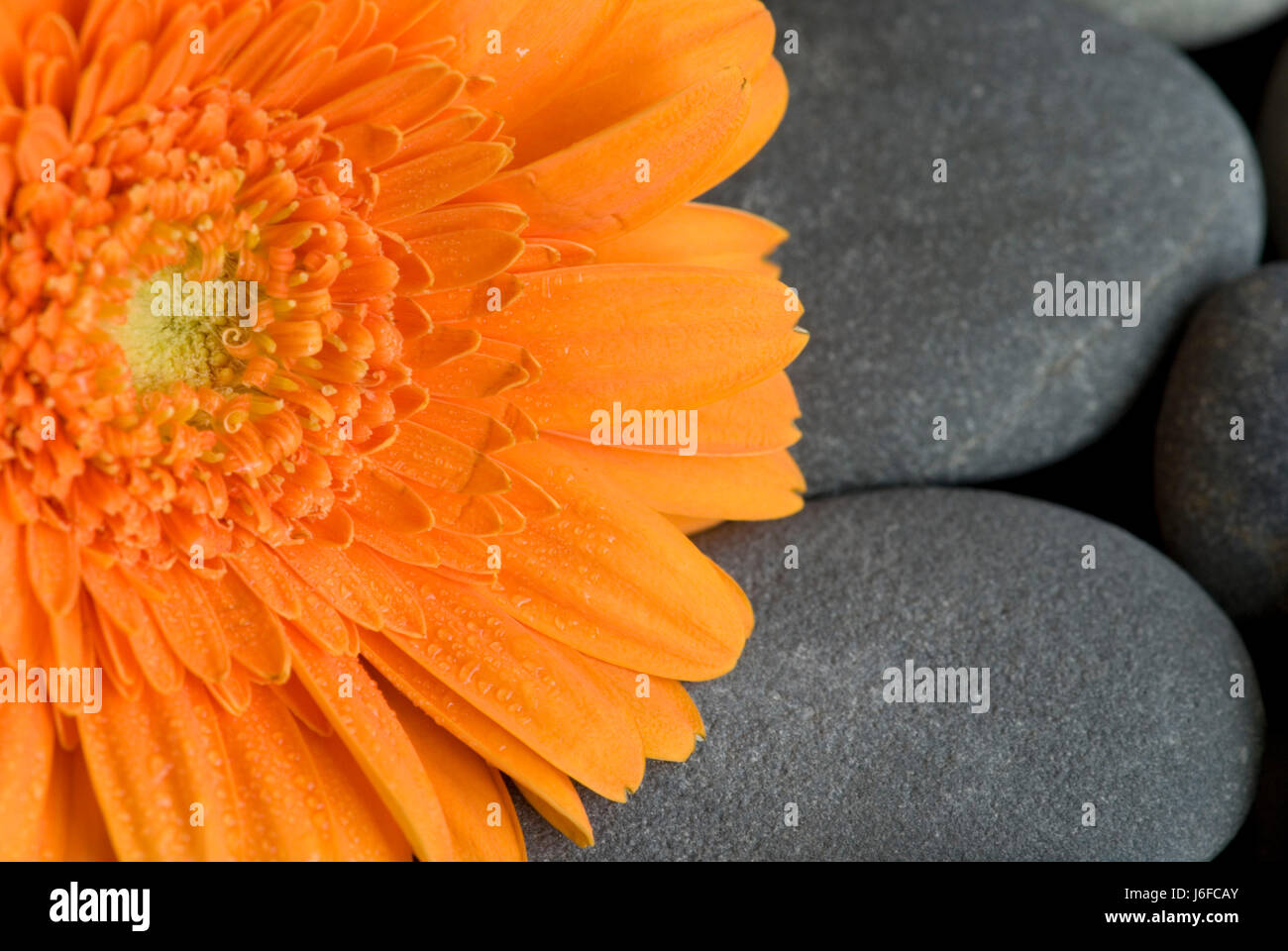 Gerbera e di ghiaia Foto Stock