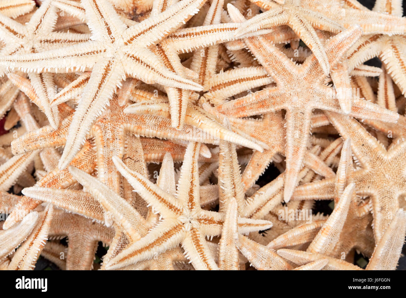 Una creatura animale coccolone animale mare starfish echinodermi posizione animale shot Foto Stock