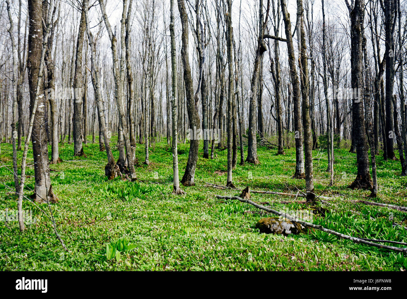 Michigan Upper Peninsula,U.P.,UP,Lake Superior,Pictured Rocks National Lakeshore,Miners Falls Trail,Northern hardwood Forest,Great Lakes,Early Spring, Foto Stock