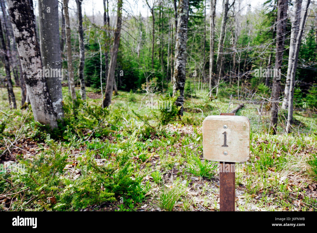 Michigan Upper Peninsula, U.P., UP, Lake Superior, Great Lakes, Pictured Rocks National Lakeshore, Miners Falls Trail, foresta di conifere settentrionale Foto Stock