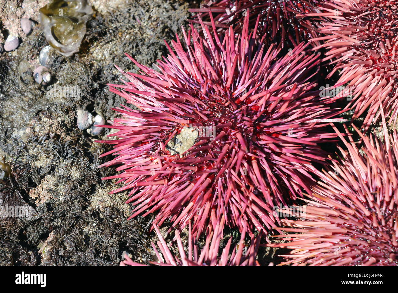 Bella e pungenti rosa e viola i ricci di mare, California. Ricci di mare vengono utilizzati per fare in modo che il piatto Giapponese uni. Foto Stock