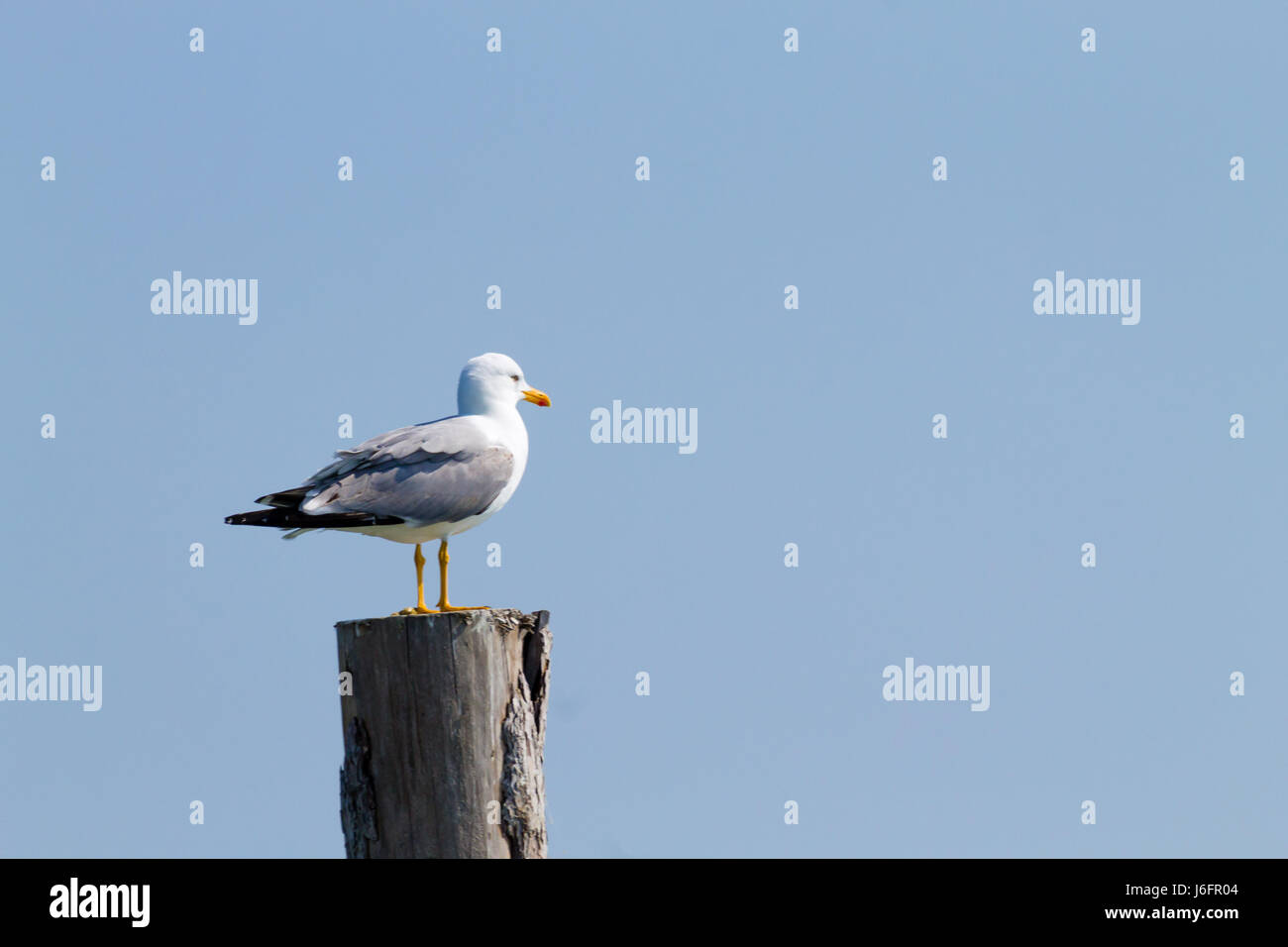 Gull permanente sulla palizzata da "Delta del Po' laguna. Natura italiana. Birdwatching Foto Stock