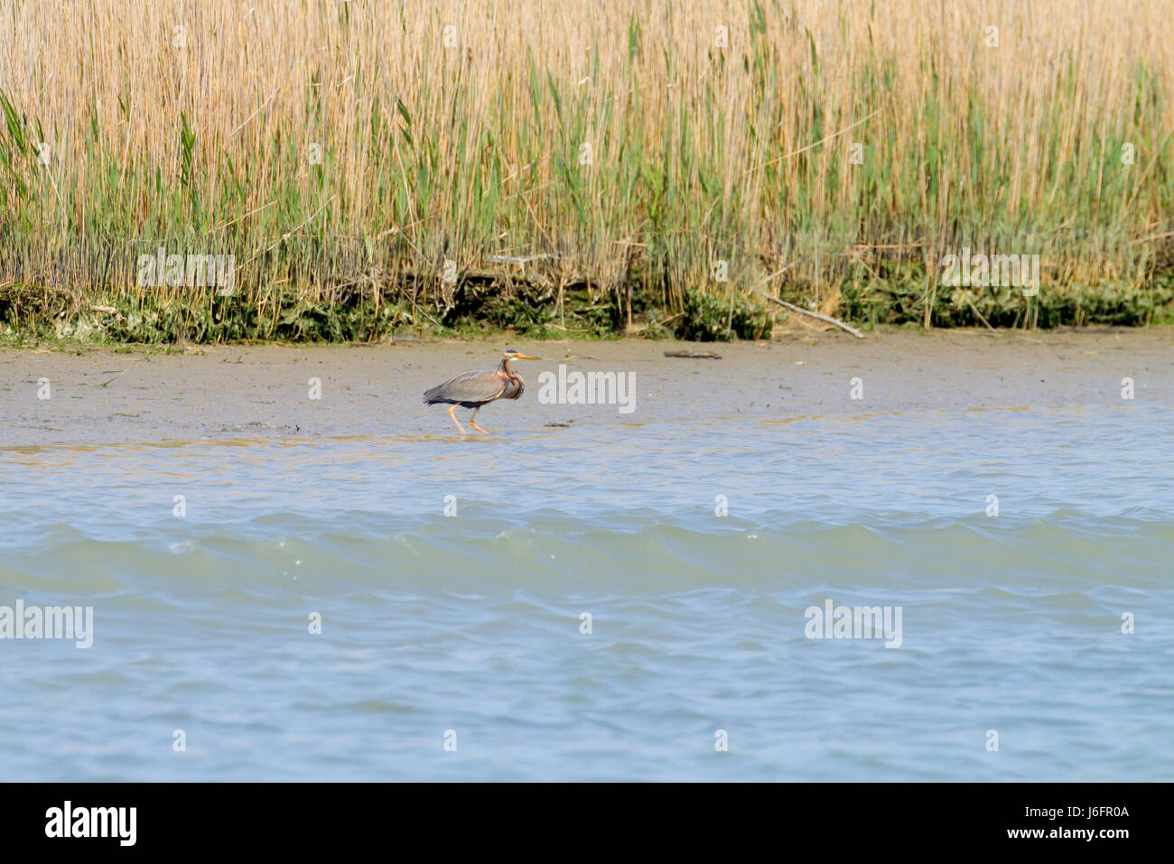 Airone rosso vicino fino dal fiume Po laguna, Italia. Per gli uccelli migratori. Natura italiana Foto Stock
