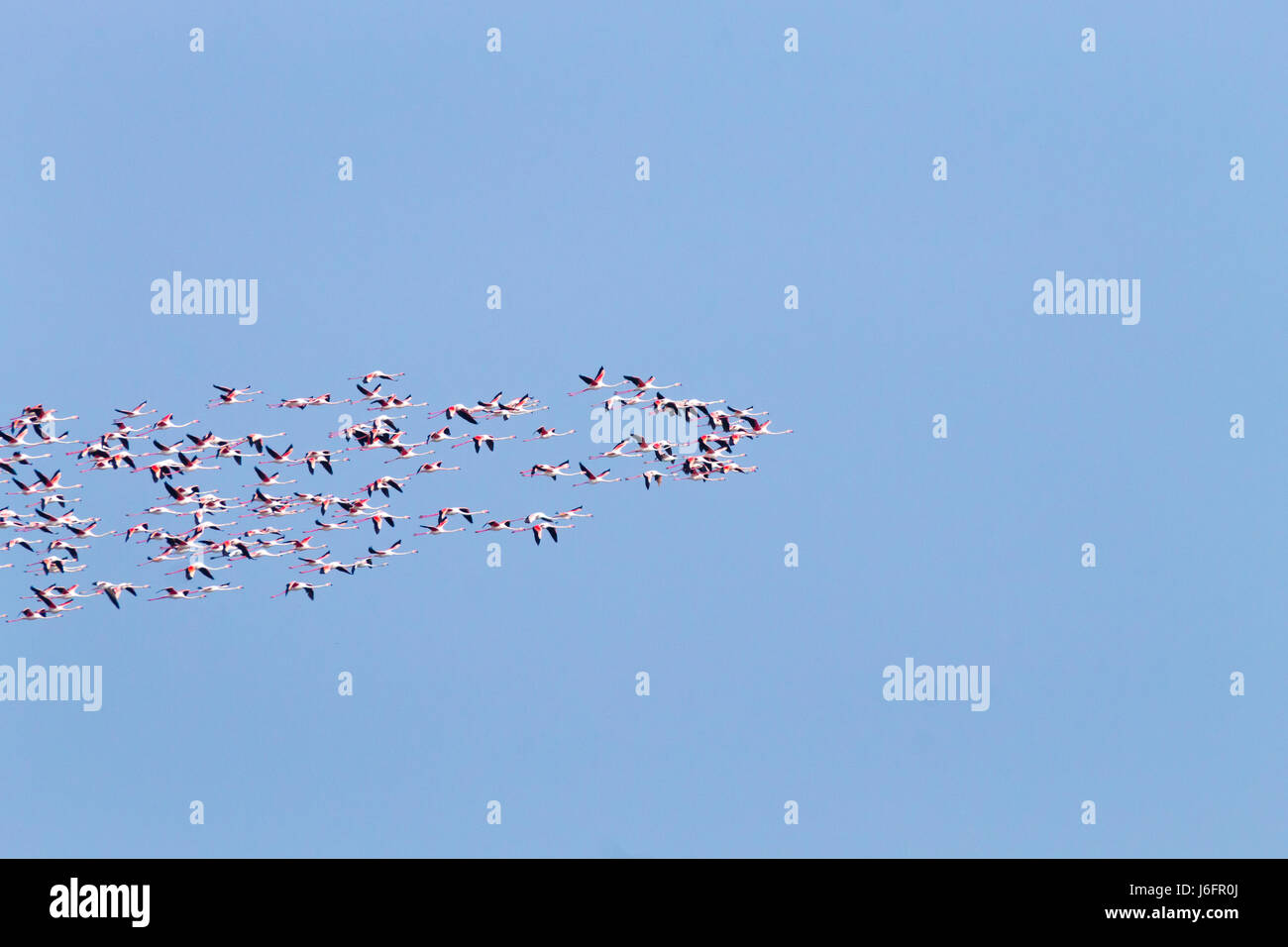 Stormo di fenicotteri rosa da "delta del po' laguna, Italia. natura panorama Foto Stock