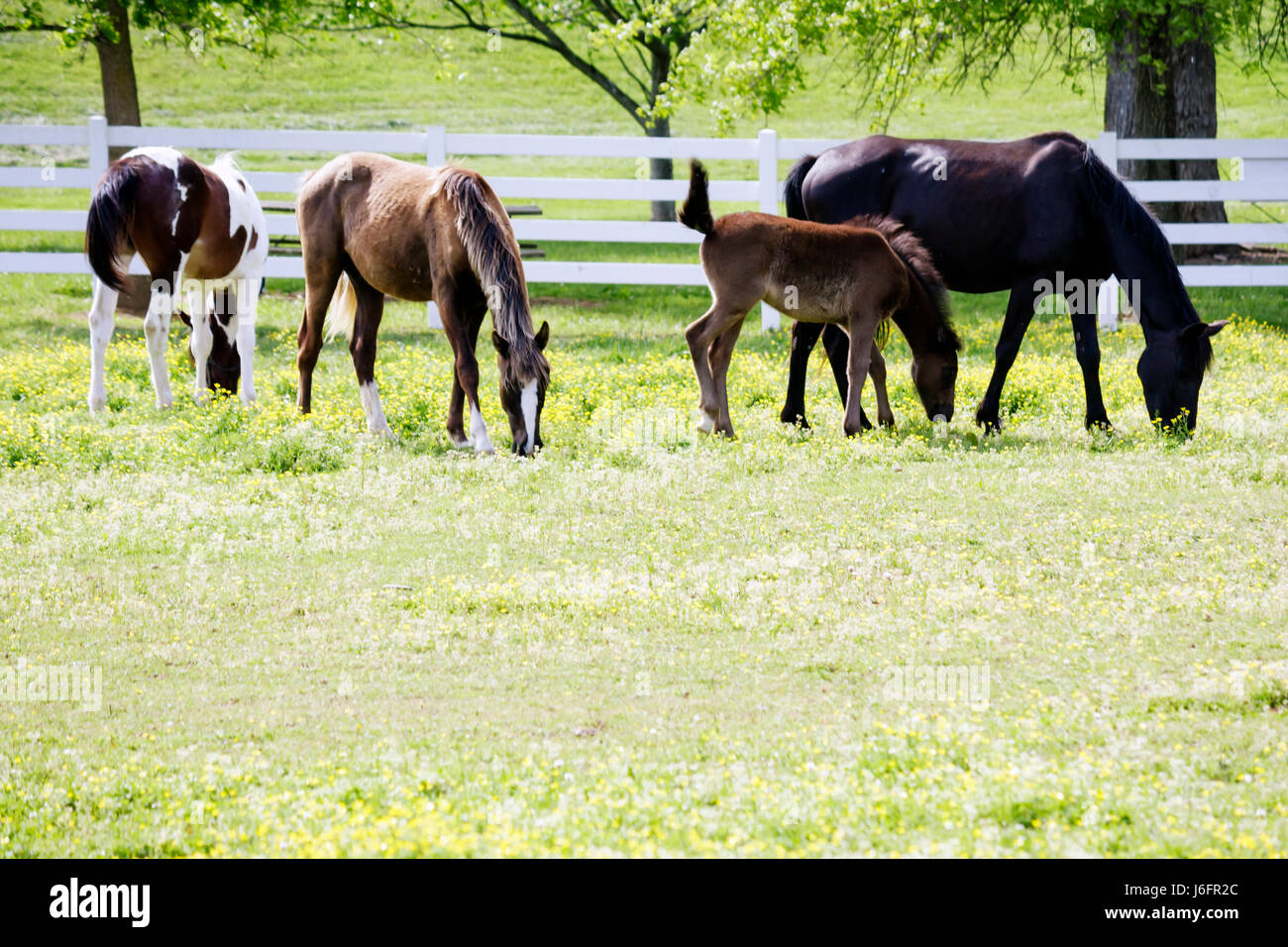 Sevierville Tennessee, Smoky Mountains, Five Oaks Riding Stables, Horse, mare, Colt, TN080501061 Foto Stock