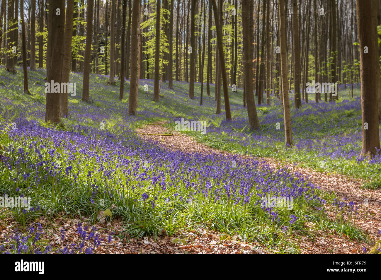 Bella vista del Blue Bell Forest Belgio Foto Stock