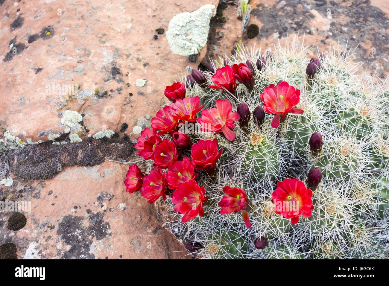 Desert Cactus fiore fiorisce in primavera a sud dello Utah Foto Stock