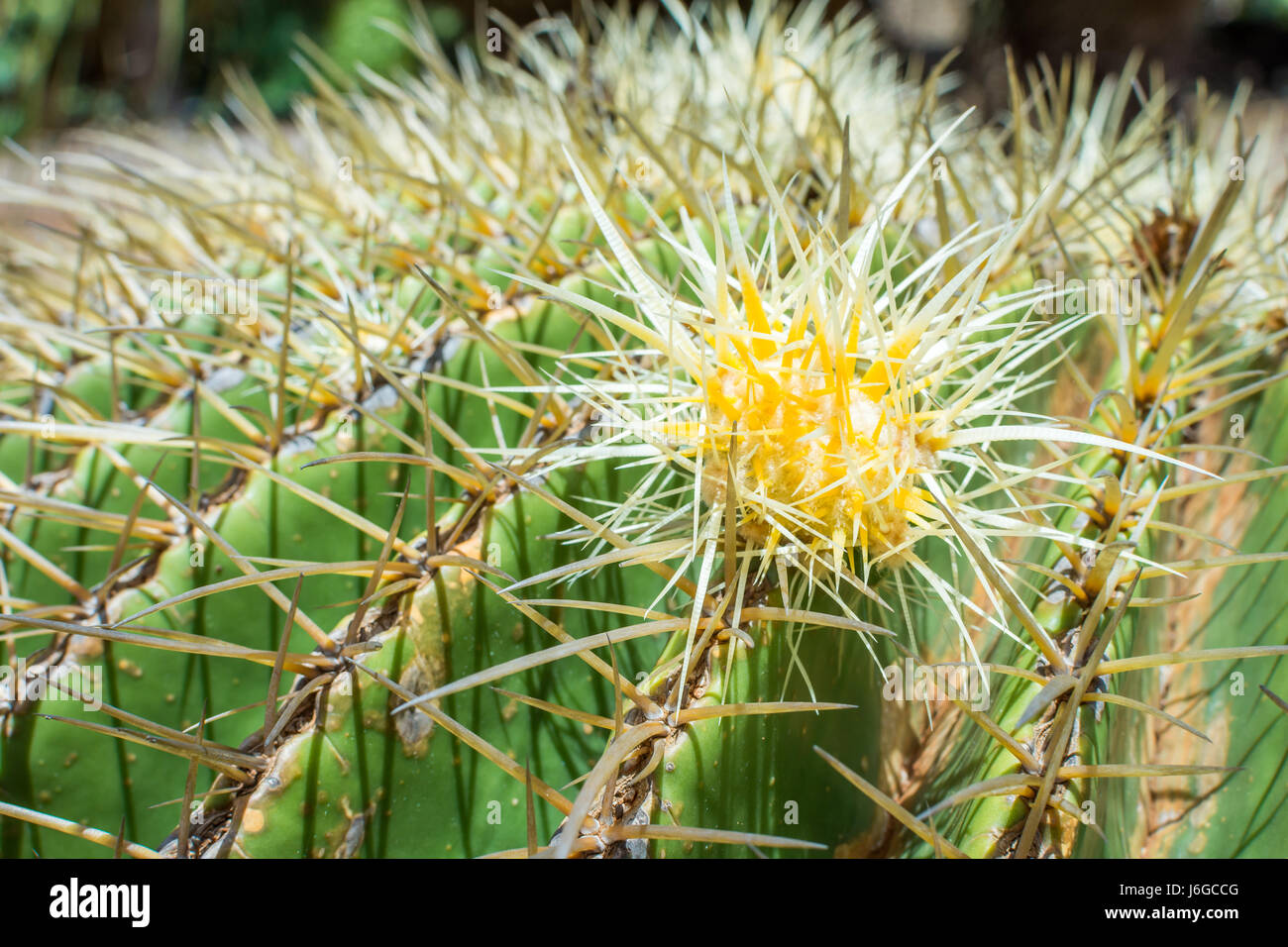 Close-up del piccolo giallo e bianco bocciolo di una canna d'Oro Cactus, circondato da spine taglienti. Foto Stock