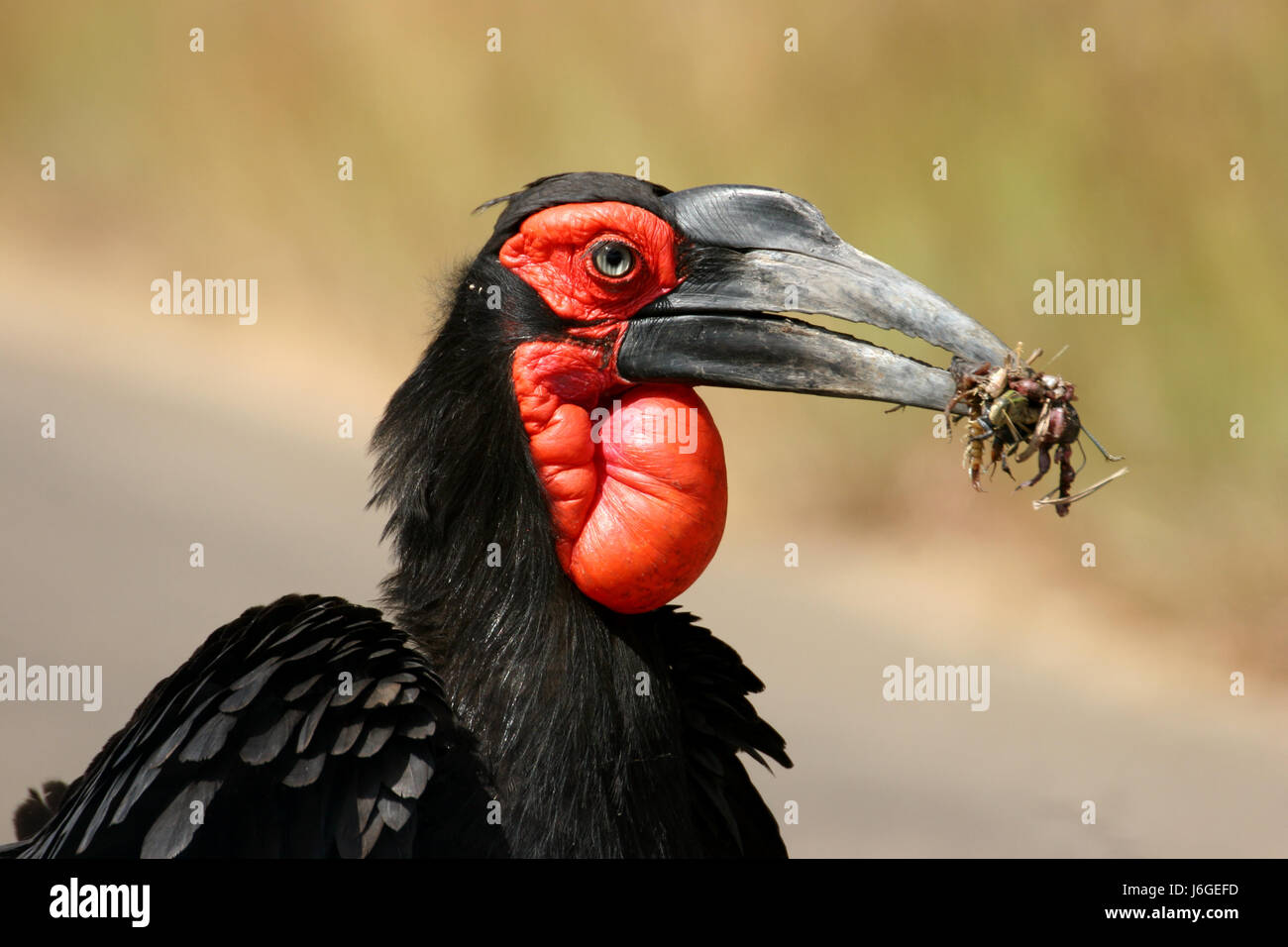 Cibo aliment nero jetblack swarthy nero profondo becco rosso per alimenti animali aliment Foto Stock