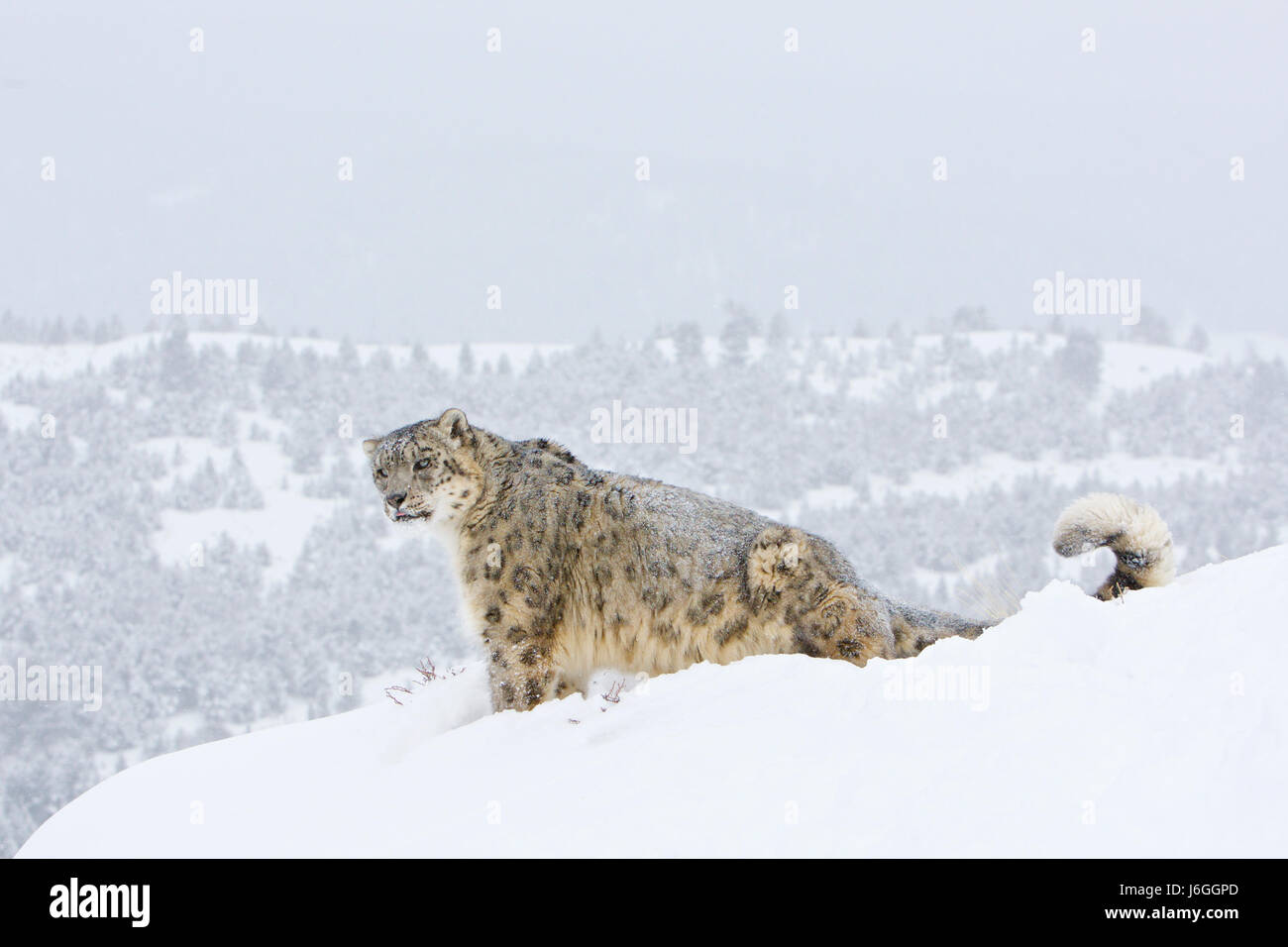 Snow Leopard o oncia (Panthera uncia) Foto Stock