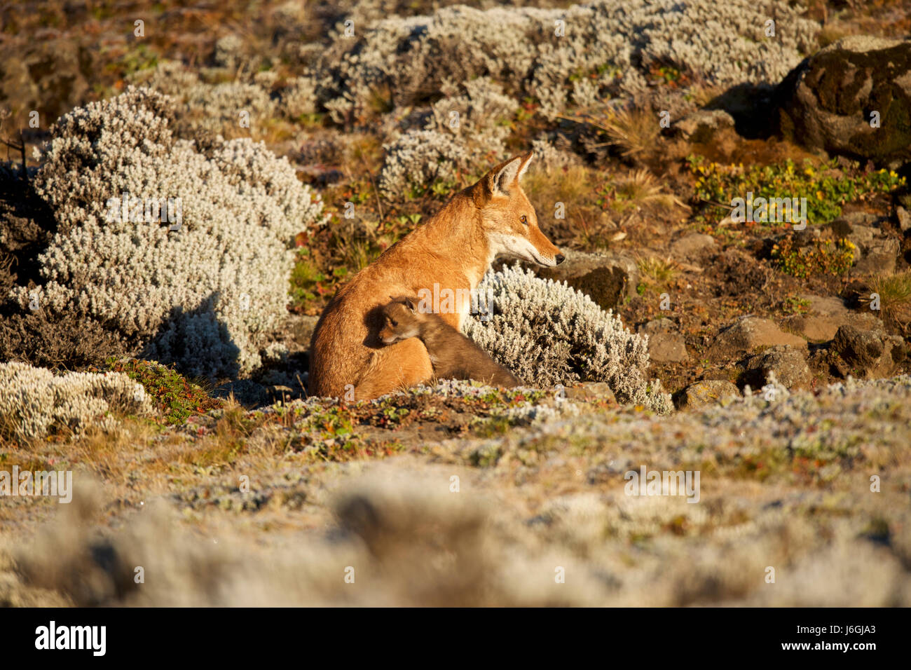 Africa, Etiopia, Bale Mountains National Park, Web Valley. Lupo etiope. Canis simensis Foto Stock