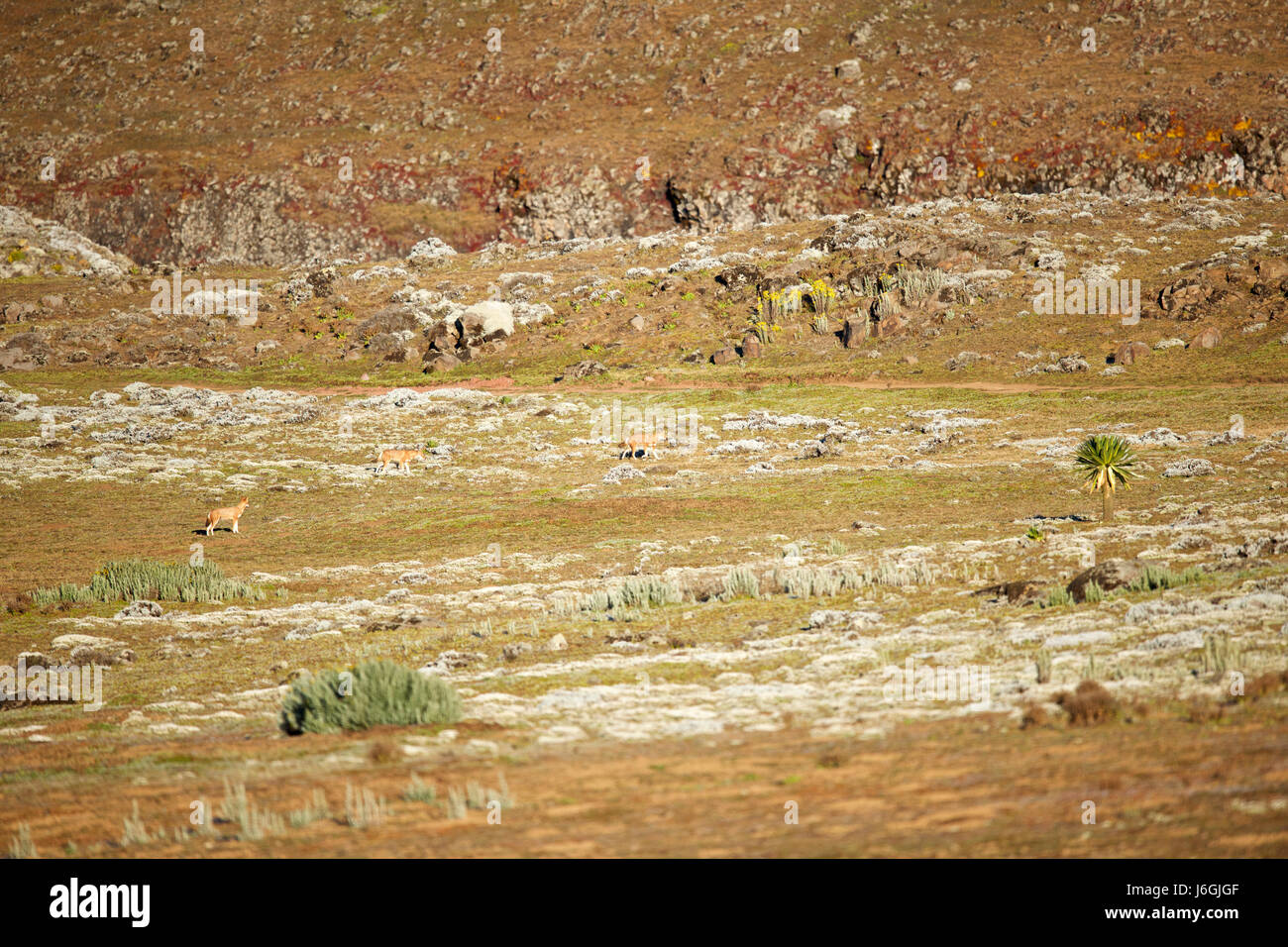 Africa, Etiopia, Bale Mountains National Park, Web Valley. Lupo etiope. Canis simensis Foto Stock
