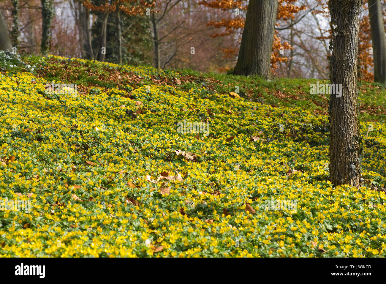 Piante e fiori fiori di primavera fioritura precoce struttura giallo parco alberato giardino inverno Foto Stock