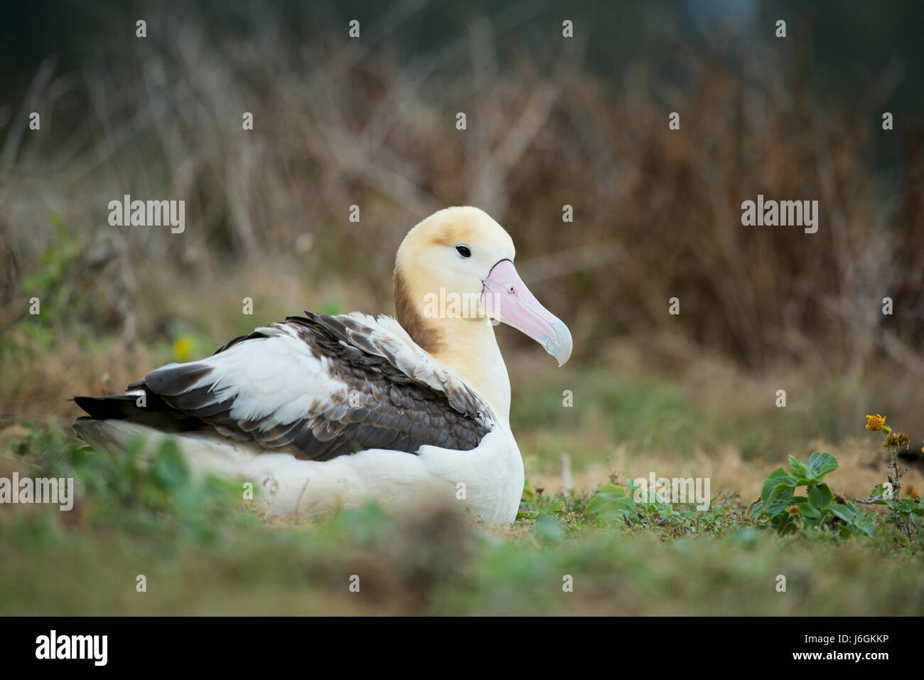 Corto-tailed albatross o Steller's albatross (Phoebastria albatrus), atollo di Midway Foto Stock