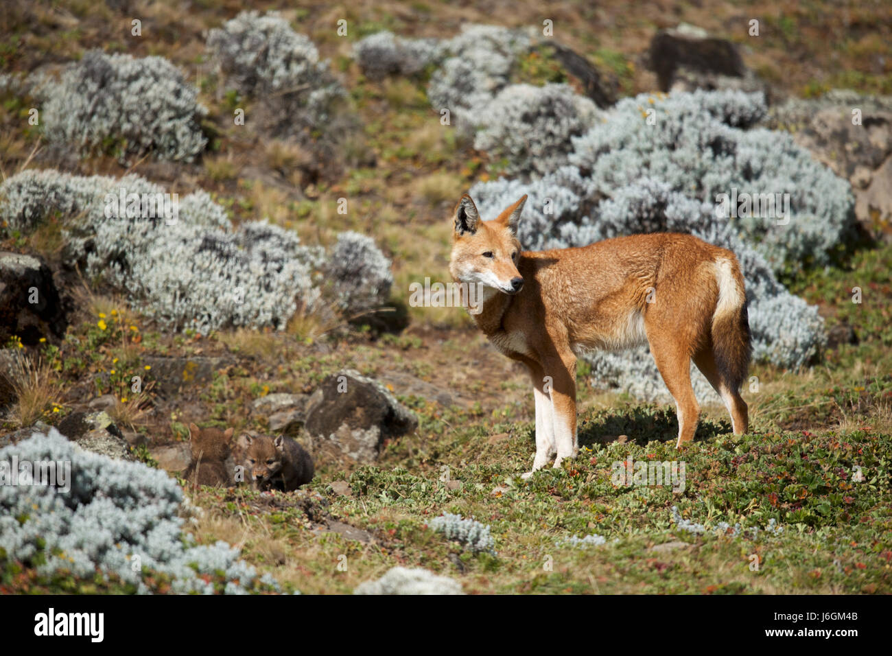 Africa, Etiopia, Bale Mountains National Park, Web Valley. Lupo etiope. Canis simensis Foto Stock