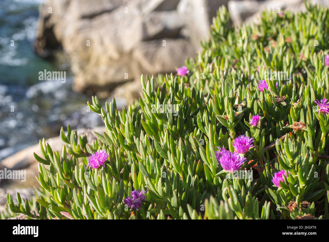 Onde sulla costa della California Foto Stock