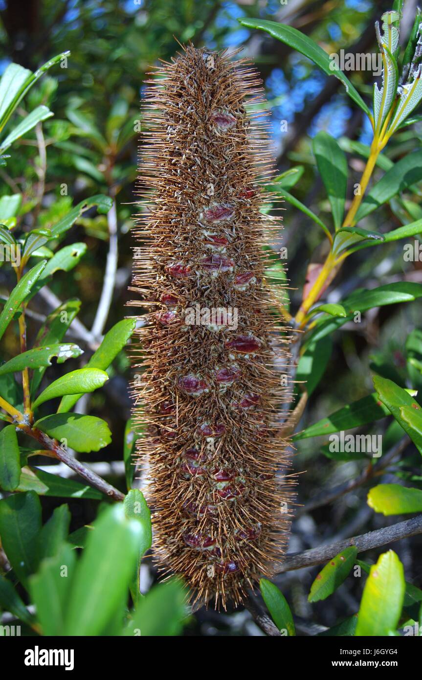 Albero di piante e fiori sementi native australian macro close-up di ammissione macro close Foto Stock