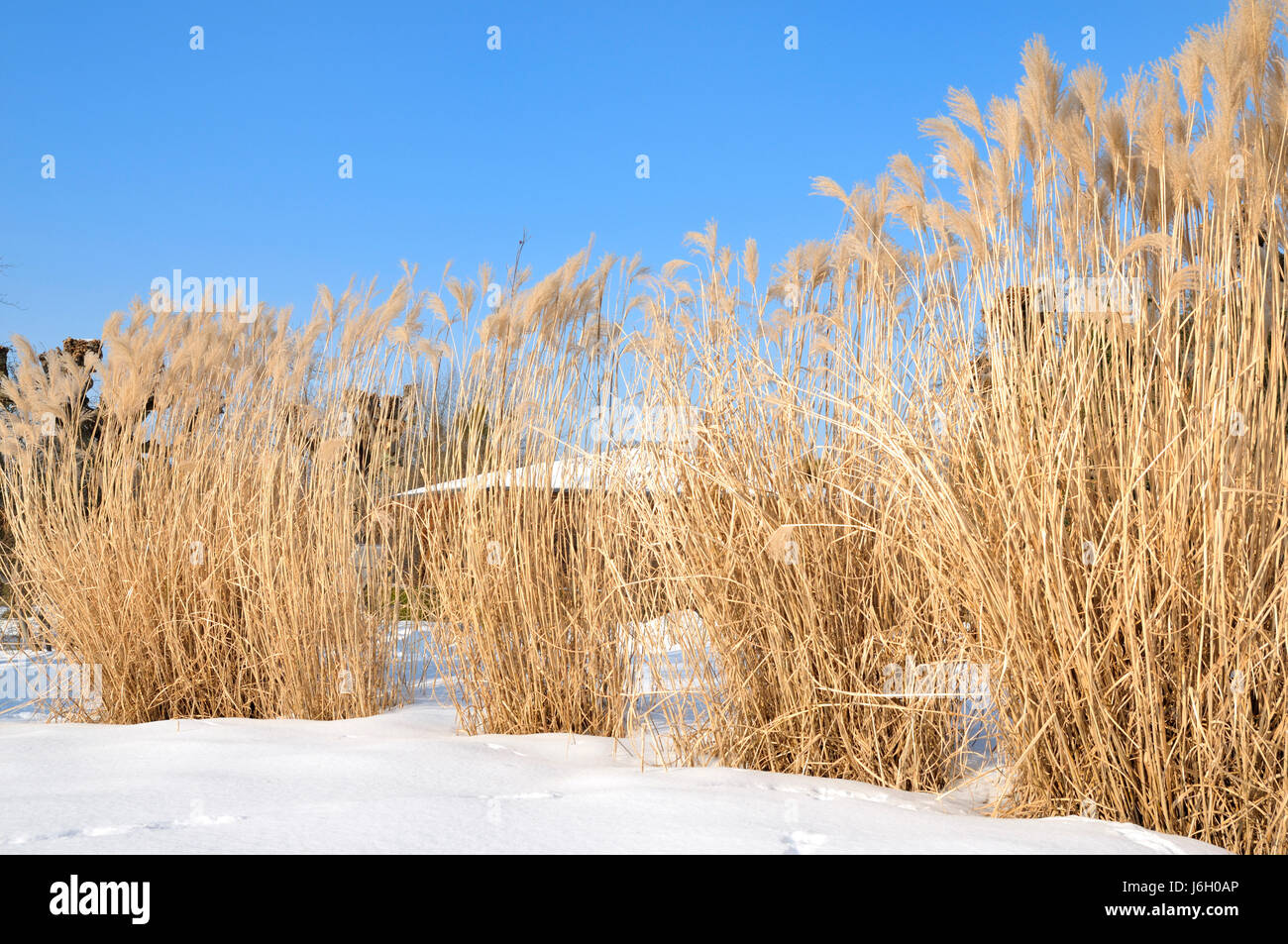 Il parco giardino gelo invernale sunshine gardens firmamento cielo snow park garden Foto Stock