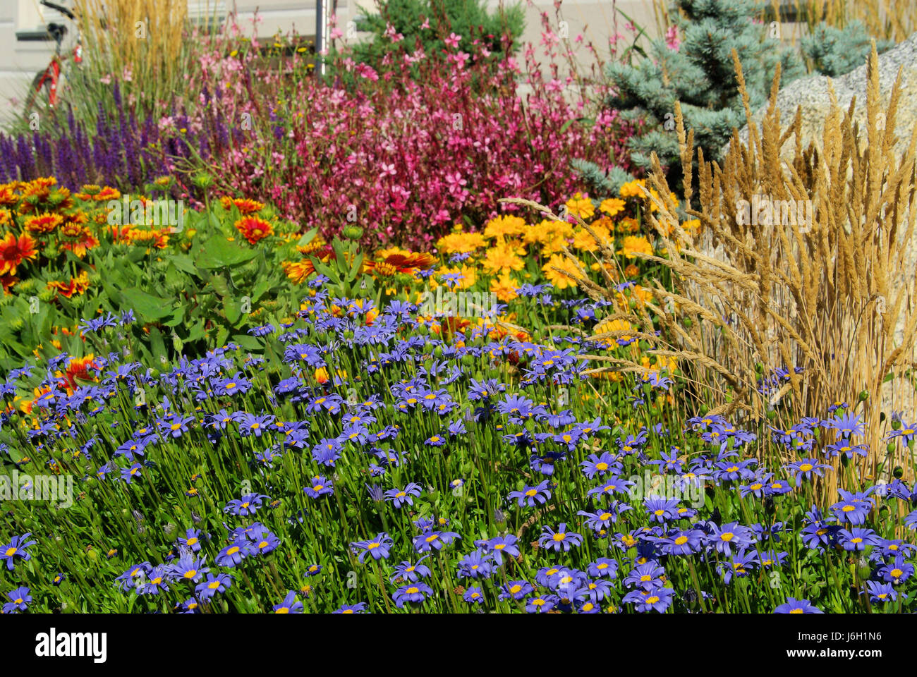 Gartenmargerite - giardino marguerite 04 Foto Stock