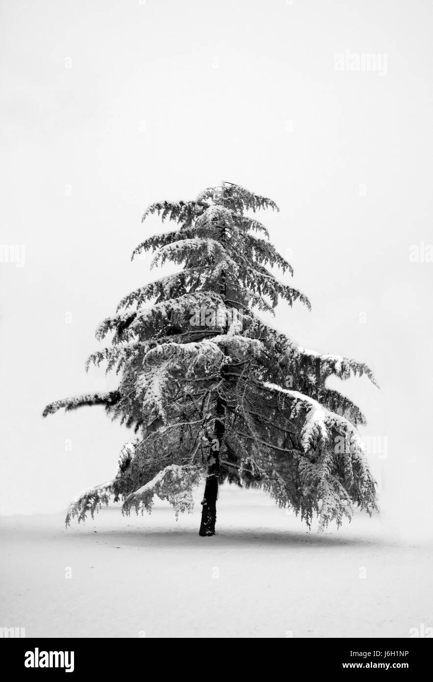Nato ad albero di pino d'inverno la neve coke materiale cocaina farmaco anestetico coinvolgente Foto Stock