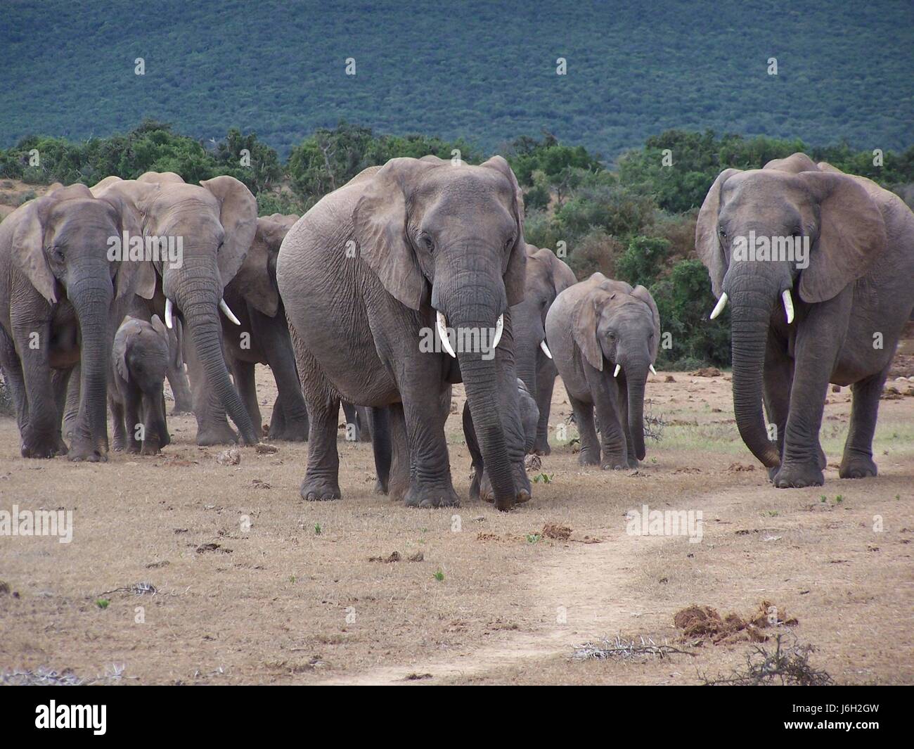 Branco di elefanti - Africa del sud Foto Stock