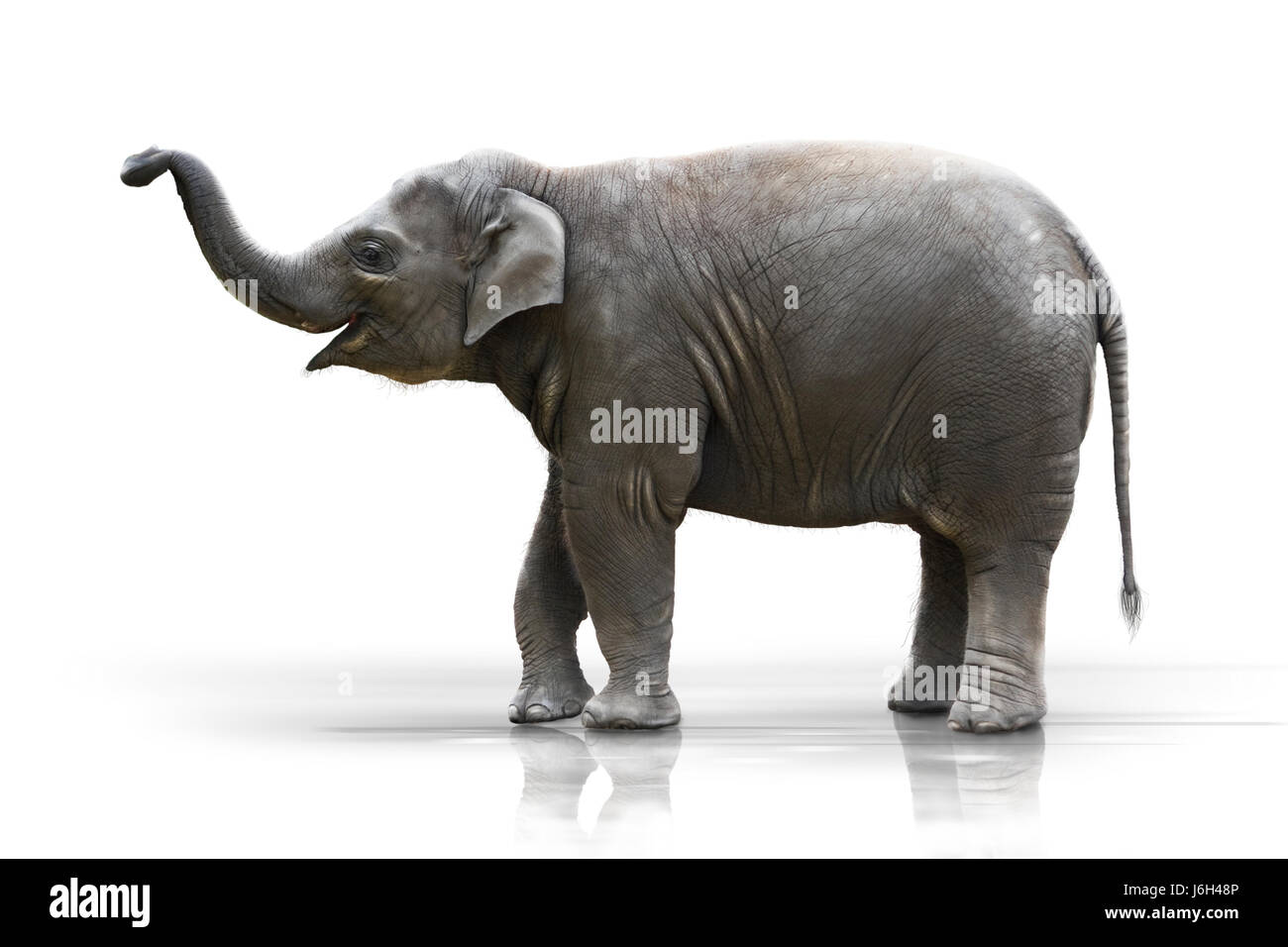 Giovane elefante rende il tronco wd6 alta Foto Stock