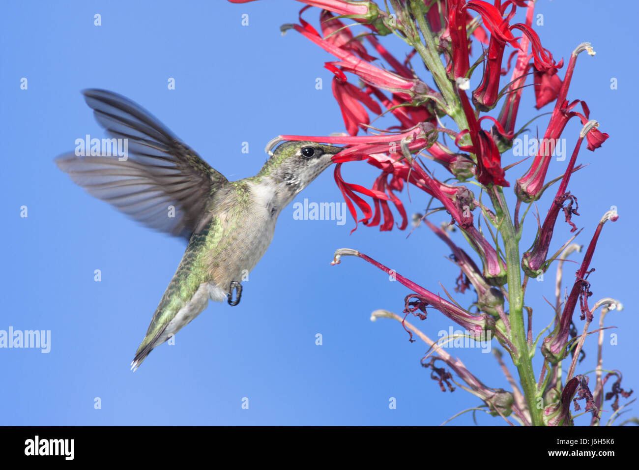 Piante e fiori uccelli selvatici selvatici hummingbird ruby animale di natura uccelli fiore Foto Stock