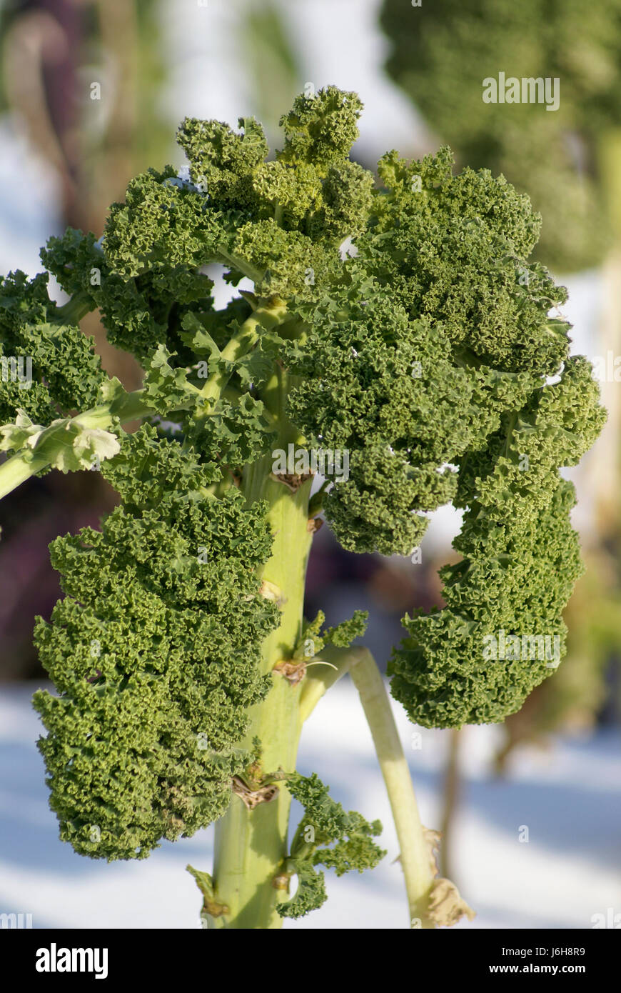 Kale in inverno Foto Stock