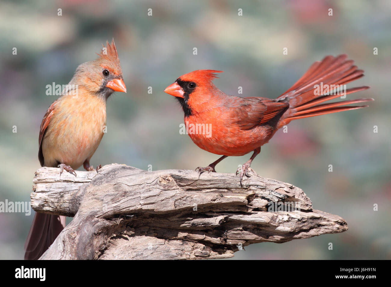 Tree bird fauna selvatica cardinale natura albero femmina uccello animale della fauna selvatica maschio Foto Stock