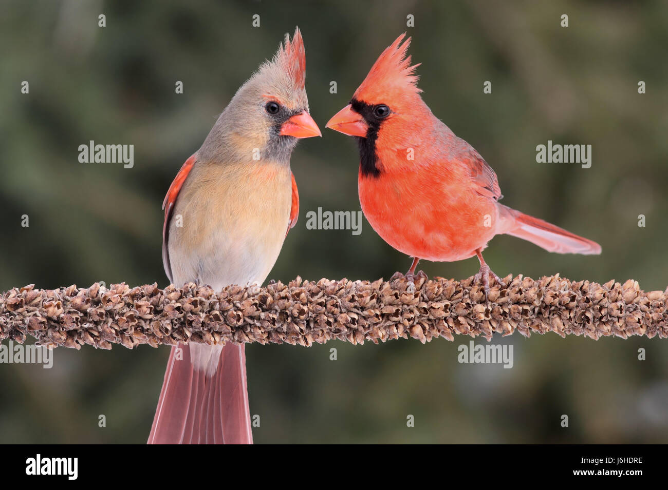 Tree bird fauna selvatica cardinale natura albero femmina uccello animale della fauna selvatica maschio Foto Stock