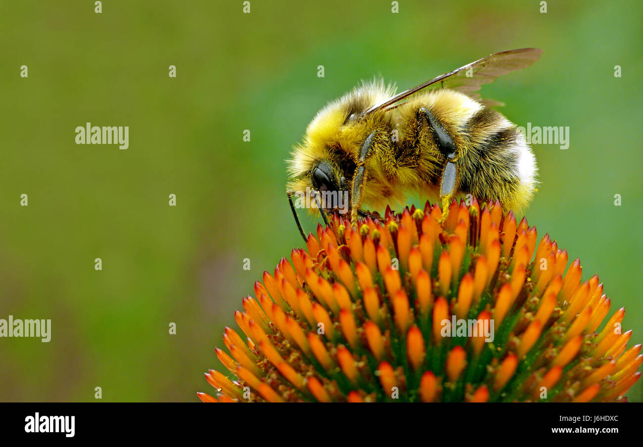Macro Close-up di ammissione macro vista ravvicinata bumblebee bloom blossom prosperare Foto Stock