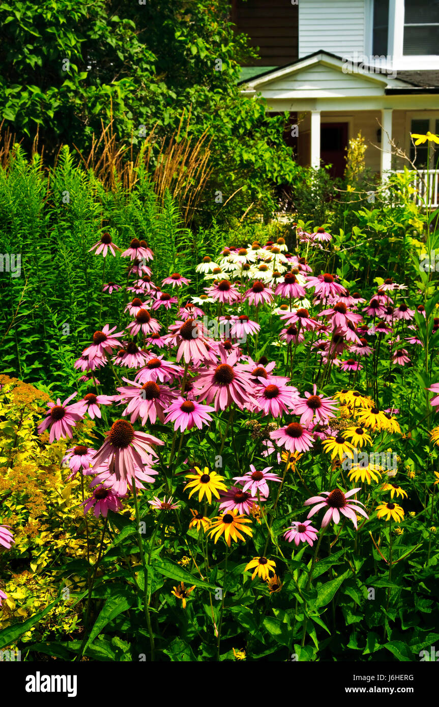 Giardino fiore fiori pianta home costruzione casa di piante e fiori bloom blossom Foto Stock