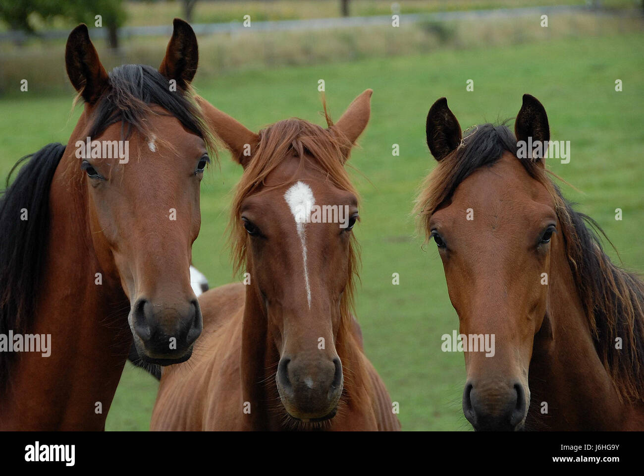 Tre teste di cavallo Foto Stock