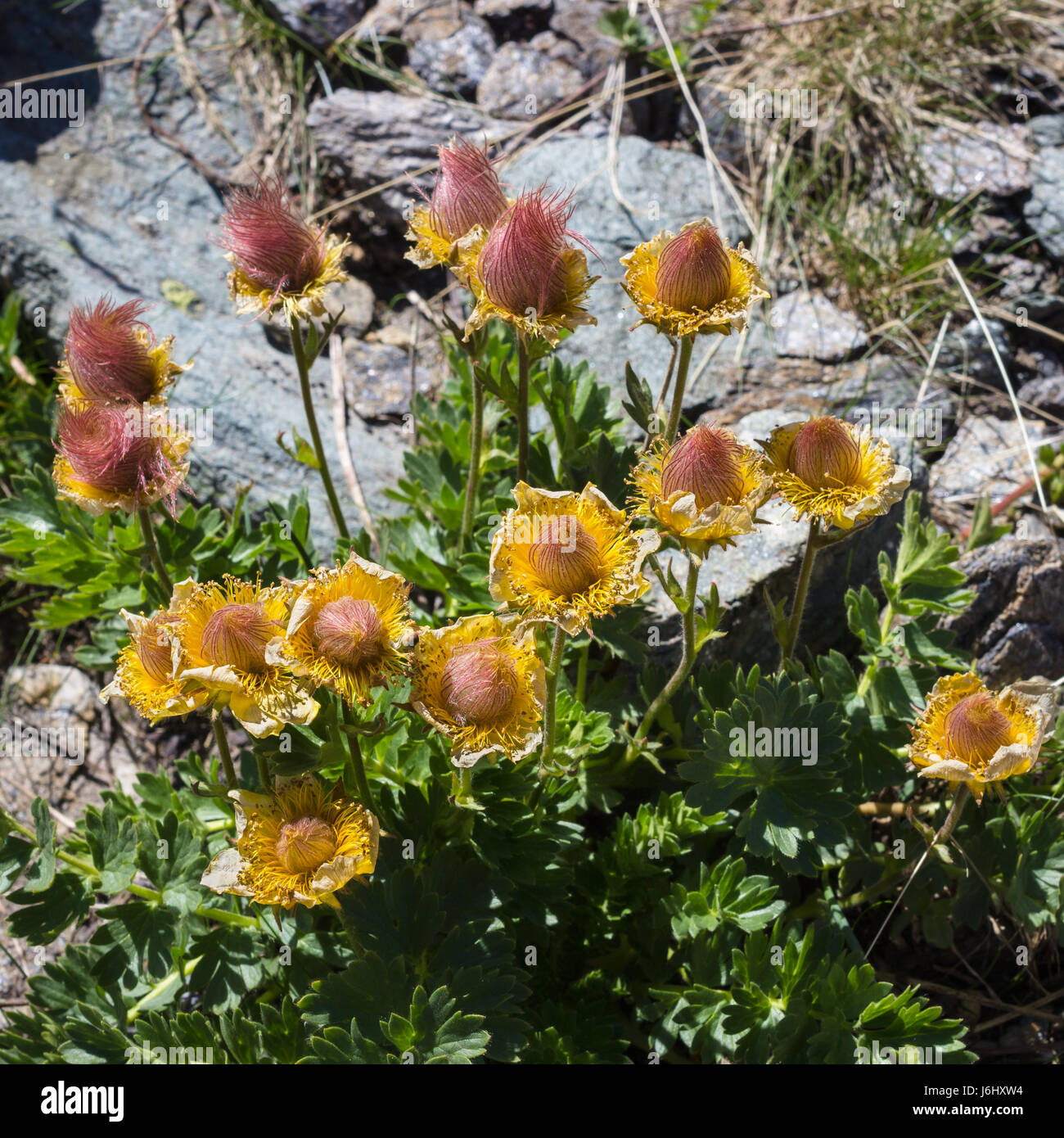Di fiori alpini, Geum Reptans frutti (creeping avens). Valle d'Aosta, Italia, 2500 metri di altitudine. Foto Stock