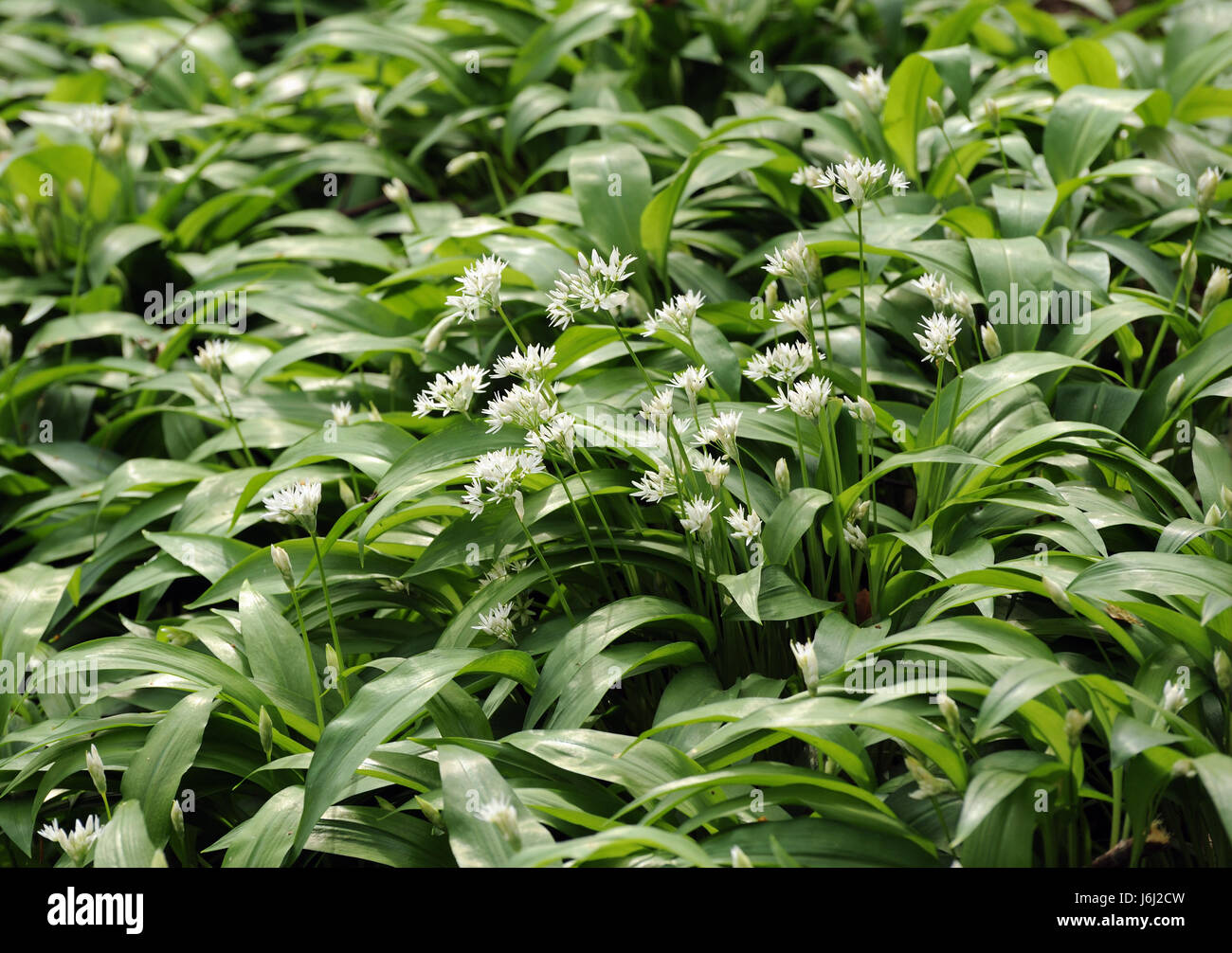 Aglio selvatico (Allium ursinum) cresce nei boschi. Groombridge, Kent, Regno Unito. Foto Stock