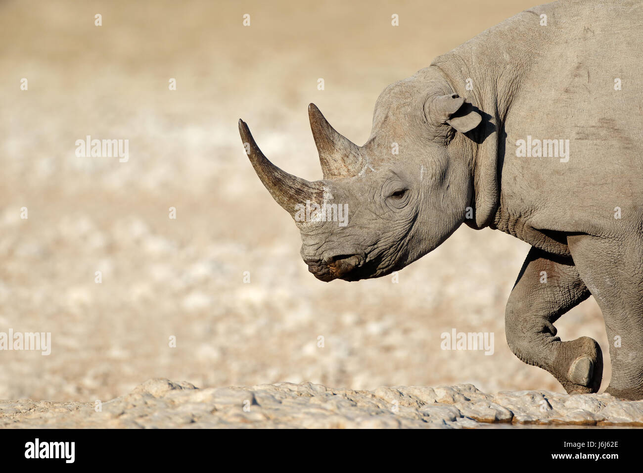 Ritratto di un rinoceronte nero (Diceros simum), il Parco Nazionale di Etosha, Namibia Foto Stock