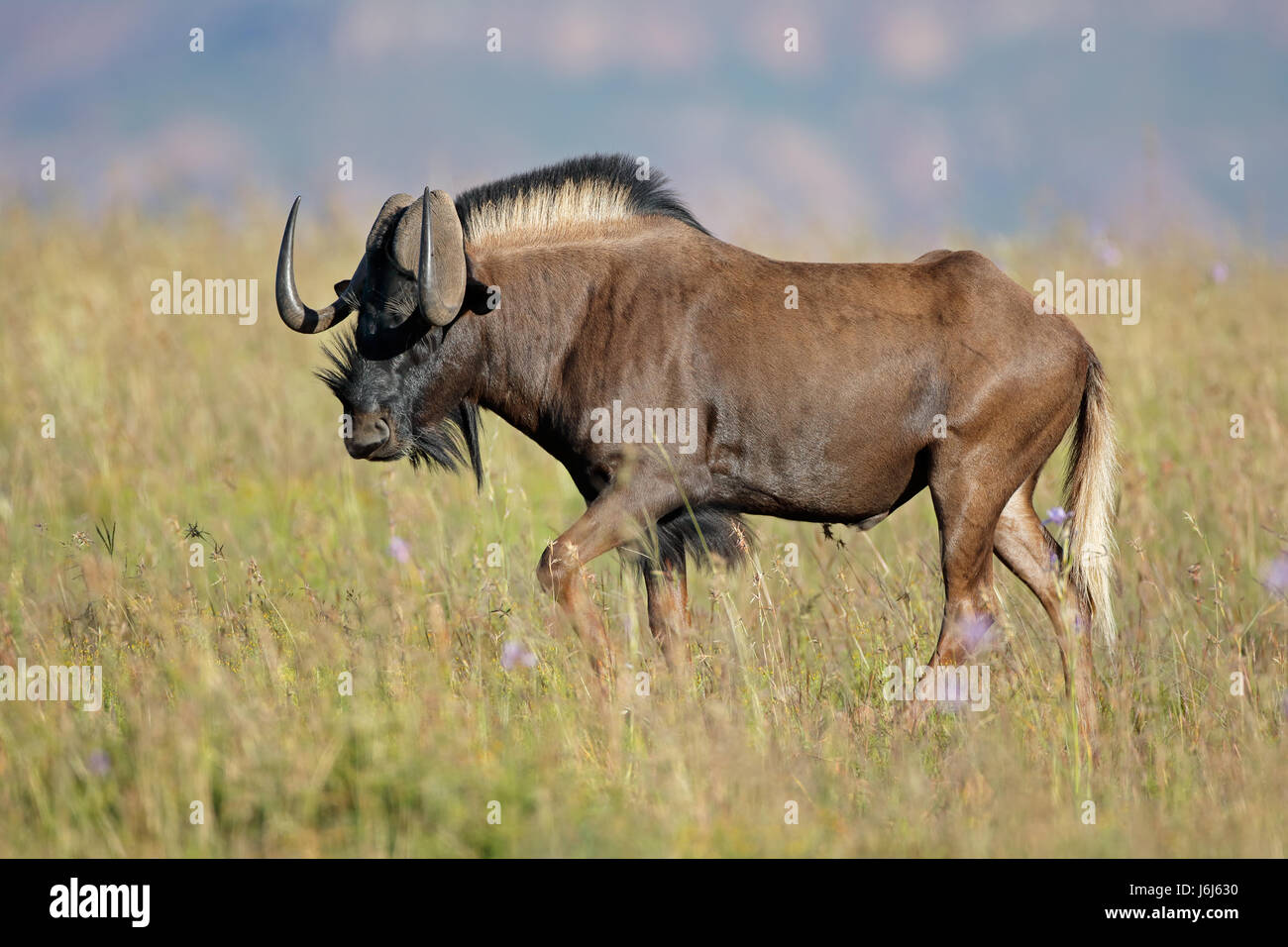 Maschio nero GNU (Connochaetes gnou) nella prateria, Sud Africa Foto Stock