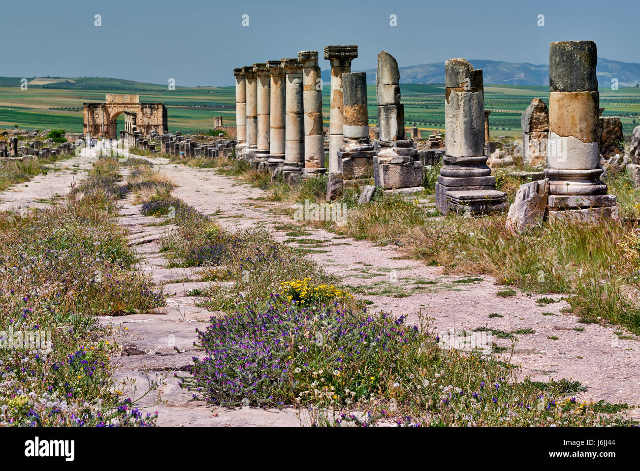 Il Decumanus Maximus, strada principale mediante escavazione romana di Volubilis, Marocco, Africa Foto Stock