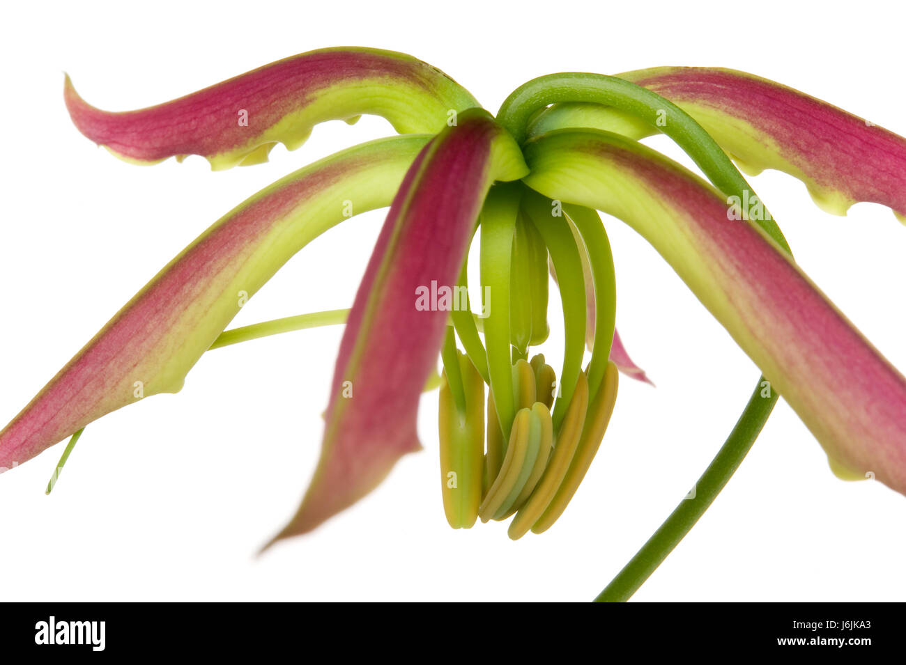 Lily (gloriosa la seconda delle 3 fasi di crescita Foto Stock