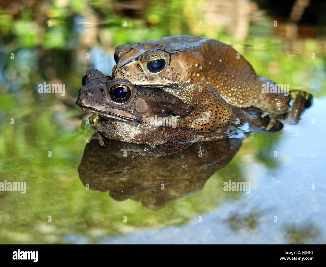 Duttaphrynus melanostictus Foto Stock