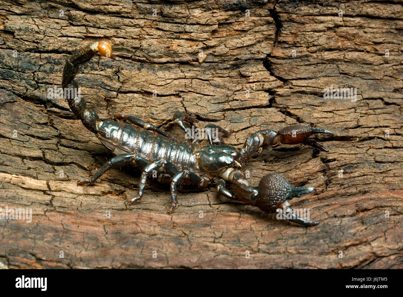 Imperial Scorpion Foto Stock