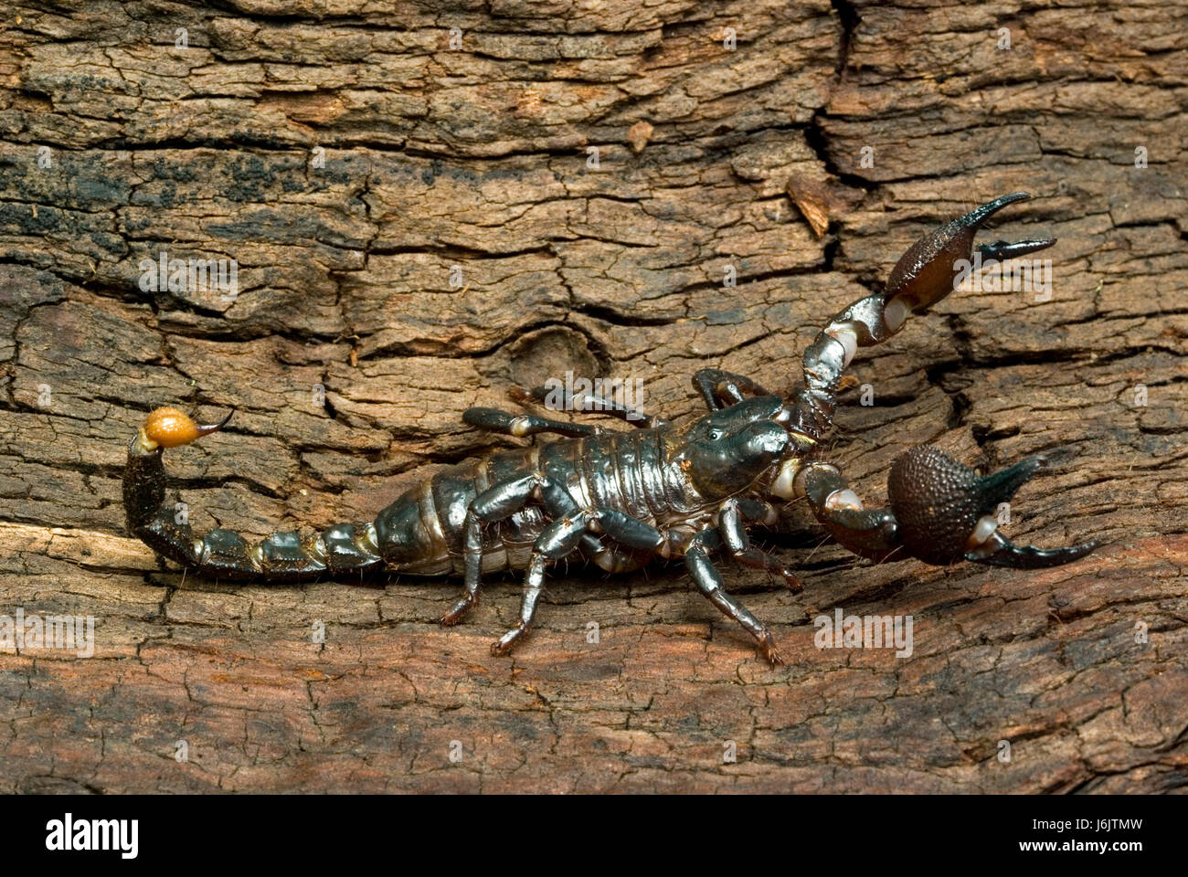 Imperial Scorpion Foto Stock